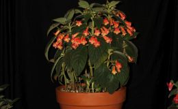 2018 ConventionNew World Gesneriads in Flower – RhizomatousClass 9B KohleriaBEST KOHLERIA