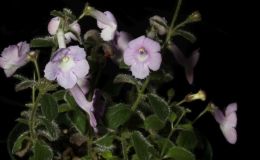 2018 ConventionNew World Gesneriads in Flower – RhizomatousClass 12 Other rhizomatous gesneriads less than 5" in all dimensionsRUNNER-UP TO BEST IN HORTICULTUREBEST IN SECTION B – NEW WORLD RHIZOMATOUS GESNERIAD IN FLOWERBEST SOUTH AMERICAN SPECIES OTHER THAN SINNINGIA