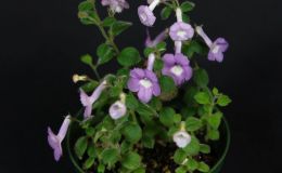 2018 ConventionNew World Gesneriads in Flower – RhizomatousClass 12 Other rhizomatous gesneriads less than 5" in all dimensionsRUNNER-UP TO BEST IN HORTICULTUREBEST IN SECTION B – NEW WORLD RHIZOMATOUS GESNERIAD IN FLOWERBEST SOUTH AMERICAN SPECIES OTHER THAN SINNINGIA
