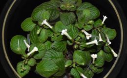 2018 ConventionNew World Gesneriads in Flower – RhizomatousClass 13 Other rhizomatous gesneriadsJUDGES AWARD OF MERIT