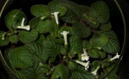 2018 ConventionNew World Gesneriads in Flower – RhizomatousClass 13 Other rhizomatous gesneriadsJUDGES AWARD OF MERIT