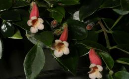 2018 ConventionNew World Gesneriads in Flower – Fibrous-RootedClass 14 Codonanthe, Codonanthopsis, ×Codonatanthus