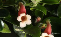 2018 ConventionNew World Gesneriads in Flower – Fibrous-RootedClass 14 Codonanthe, Codonanthopsis, ×Codonatanthus