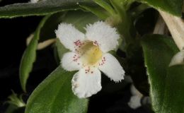 2018 ConventionNew World Gesneriads in Flower – Fibrous-RootedClass 16 Episcia, Alsobia
