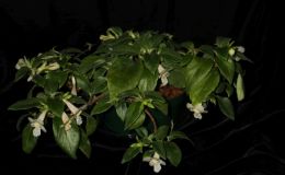 2018 ConventionNew World Gesneriads in Flower – Fibrous-RootedClass 16 Episcia, Alsobia