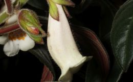 2018 ConventionNew World Gesneriads in Flower – Fibrous-RootedClass 18 NematanthusBEST IN SECTION C – NEW WORLD FIBROUS-ROOTED GESNERIAD IN FLOWERBEST SCENTED GESNERIAD