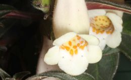 2018 ConventionNew World Gesneriads in Flower – Fibrous-RootedClass 18 NematanthusBEST IN SECTION C – NEW WORLD FIBROUS-ROOTED GESNERIAD IN FLOWERBEST SCENTED GESNERIAD