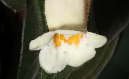 2018 ConventionNew World Gesneriads in Flower – Fibrous-RootedClass 18 NematanthusBEST IN SECTION C – NEW WORLD FIBROUS-ROOTED GESNERIAD IN FLOWERBEST SCENTED GESNERIAD