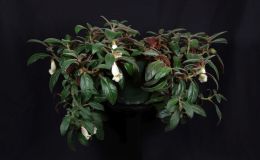 2018 ConventionNew World Gesneriads in Flower – Fibrous-RootedClass 18 NematanthusBEST IN SECTION C – NEW WORLD FIBROUS-ROOTED GESNERIAD IN FLOWERBEST SCENTED GESNERIAD