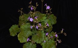 2018 ConventionOld World Gesneriads in FlowerClass 23 – Primulina species