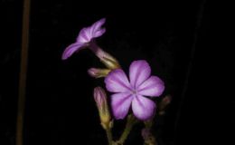 2018 ConventionOld World Gesneriads in FlowerClass 23 – Primulina species