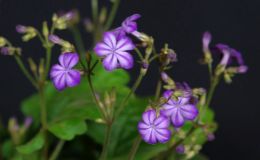 2018 ConventionOld World Gesneriads in FlowerClass 23 – Primulina species