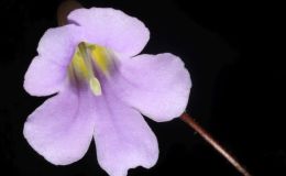2018 ConventionOld World Gesneriads in FlowerClass 24 – Primulina hybrids