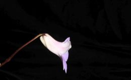 2018 ConventionOld World Gesneriads in FlowerClass 24 – Primulina hybrids