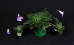 2018 ConventionOld World Gesneriads in FlowerClass 24 – Primulina hybrids