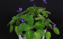 2018 ConventionOld World Gesneriads in FlowerClass 26 – Subg. Streptocarpella, sect. Saintpaulia species