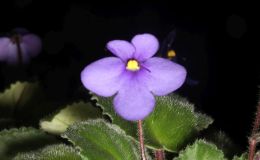 2018 ConventionOld World Gesneriads in FlowerClass 26 – Subg. Streptocarpella, sect. Saintpaulia species