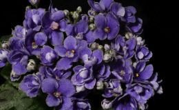 2018 ConventionOld World Gesneriads in FlowerClass 27 – Sect. Saintpaulia hybrids with leaf span maximum 6” diameter