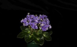 2018 ConventionOld World Gesneriads in FlowerClass 27 – Sect. Saintpaulia hybrids with leaf span maximum 6” diameter