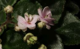 2018 ConventionOld World Gesneriads in FlowerClass 28 – Sect. Saintpaulia hybrids with leaf span maximum 9" diameter