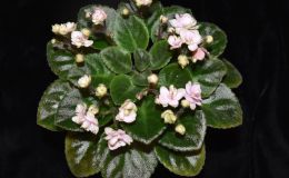 2018 ConventionOld World Gesneriads in FlowerClass 28 – Sect. Saintpaulia hybrids with leaf span maximum 9" diameter