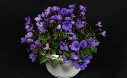 2018 ConventionOld World Gesneriads in FlowerClass 30 – Sect. Saintpaulia hybrid trailersBEST IN SECTION D – OLD WORLD GESNERIADS IN FLOWERBEST SAINTPAULIA