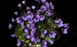 2018 ConventionOld World Gesneriads in FlowerClass 30 – Sect. Saintpaulia hybrid trailersBEST IN SECTION D – OLD WORLD GESNERIADS IN FLOWERBEST SAINTPAULIA