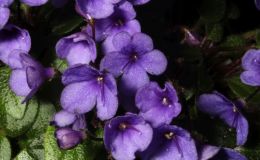 2018 ConventionOld World Gesneriads in FlowerClass 30 – Sect. Saintpaulia hybrid trailersBEST IN SECTION D – OLD WORLD GESNERIADS IN FLOWERBEST SAINTPAULIA