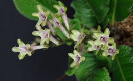 2018 ConventionOld World Gesneriads in FlowerClass 32A – Streptocarpus, subgenus Streptocarpus, hybridsBEST STREPTOCARPUS