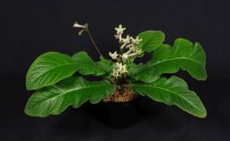 2018 ConventionOld World Gesneriads in FlowerClass 32A – Streptocarpus, subgenus Streptocarpus, hybridsBEST STREPTOCARPUS