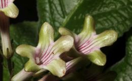 2018 ConventionOld World Gesneriads in FlowerClass 32A – Streptocarpus, subgenus Streptocarpus, hybridsBEST STREPTOCARPUS