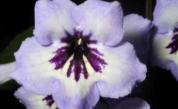 2018 ConventionOld World Gesneriads in FlowerClass 32B – Streptocarpus, subgenus Streptocarpus, hybridsJUDGES AWARD OF MERIT