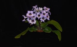 2018 ConventionOld World Gesneriads in FlowerClass 32B – Streptocarpus, subgenus Streptocarpus, hybridsJUDGES AWARD OF MERIT