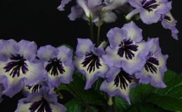 2018 ConventionOld World Gesneriads in FlowerClass 32B – Streptocarpus, subgenus Streptocarpus, hybridsJUDGES AWARD OF MERIT