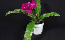2018 ConventionOld World Gesneriads in FlowerClass 33 – Streptocarpus, subgenus Streptocarpus, hybrids with variegated foliageBEST DALE MARTENS HYBRID