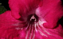 2018 ConventionOld World Gesneriads in FlowerClass 33 – Streptocarpus, subgenus Streptocarpus, hybrids with variegated foliageBEST DALE MARTENS HYBRID