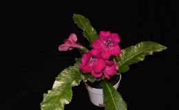 2018 ConventionOld World Gesneriads in FlowerClass 33 – Streptocarpus, subgenus Streptocarpus, hybrids with variegated foliageBEST DALE MARTENS HYBRID