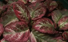 2018 ConventionGesneriads Grown for Ornamental Qualities Other Than FlowersClass 36 – Episcia with pink, white and/or cream leaf variegationBEST EPISCIA 2018 ConventionGesneriads Grown for Ornamental Qualities Other Than FlowersClass 36 – Episcia with pink, white and/or cream leaf variegationBEST EPISCIA