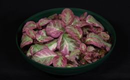 2018 ConventionGesneriads Grown for Ornamental Qualities Other Than FlowersClass 36 – Episcia with pink, white and/or cream leaf variegationBEST EPISCIA