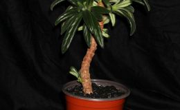 2018 ConventionGesneriads Grown for Ornamental Qualities Other Than FlowersClass 37A – Primulina 2018 ConventionGesneriads Grown for Ornamental Qualities Other Than FlowersClass 37A – Primulina