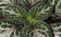 2018 ConventionGesneriads Grown for Ornamental Qualities Other Than FlowersClass 37B – PrimulinaBEST RECENTLY REGISTERED HYBRIDBEST PETER SHALIT HYBRID 2018 ConventionGesneriads Grown for Ornamental Qualities Other Than FlowersClass 37B – PrimulinaBEST RECENTLY REGISTERED HYBRIDBEST PETER SHALIT HYBRID