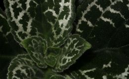 2018 ConventionGesneriads Grown for Ornamental Qualities Other Than FlowersClass 37B – PrimulinaBEST IN SECTION E – GROWN FOR ORNAMENTAL QUALITIES OTHER THAN FLOWERS 2018 ConventionGesneriads Grown for Ornamental Qualities Other Than FlowersClass 37B – PrimulinaBEST IN SECTION E – GROWN FOR ORNAMENTAL QUALITIES OTHER THAN FLOWERS
