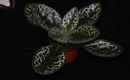 2018 ConventionGesneriads Grown for Ornamental Qualities Other Than FlowersClass 37B – PrimulinaBEST IN SECTION E – GROWN FOR ORNAMENTAL QUALITIES OTHER THAN FLOWERS 2018 ConventionGesneriads Grown for Ornamental Qualities Other Than FlowersClass 37B – PrimulinaBEST IN SECTION E – GROWN FOR ORNAMENTAL QUALITIES OTHER THAN FLOWERS