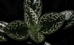 2018 ConventionGesneriads Grown for Ornamental Qualities Other Than FlowersClass 37B – PrimulinaBEST IN SECTION E – GROWN FOR ORNAMENTAL QUALITIES OTHER THAN FLOWERS 2018 ConventionGesneriads Grown for Ornamental Qualities Other Than FlowersClass 37B – PrimulinaBEST IN SECTION E – GROWN FOR ORNAMENTAL QUALITIES OTHER THAN FLOWERS