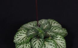 2018 ConventionGesneriads Grown for Ornamental Qualities Other Than FlowersClass 37B – PrimulinaBEST RECENTLY REGISTERED HYBRIDBEST PETER SHALIT HYBRID 2018 ConventionGesneriads Grown for Ornamental Qualities Other Than FlowersClass 37B – PrimulinaBEST RECENTLY REGISTERED HYBRIDBEST PETER SHALIT HYBRID