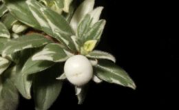 2018 ConventionGesneriads Grown for Ornamental Qualities Other Than FlowersClass 38 – Other gesneriads with variegated foliageBEST GESNERIAD EXHIBITING FRUIT 2018 ConventionGesneriads Grown for Ornamental Qualities Other Than FlowersClass 38 – Other gesneriads with variegated foliageBEST GESNERIAD EXHIBITING FRUIT