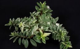 2018 ConventionGesneriads Grown for Ornamental Qualities Other Than FlowersClass 38 – Other gesneriads with variegated foliageBEST GESNERIAD EXHIBITING FRUIT 2018 ConventionGesneriads Grown for Ornamental Qualities Other Than FlowersClass 38 – Other gesneriads with variegated foliageBEST GESNERIAD EXHIBITING FRUIT