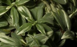 2018 ConventionGesneriads Grown for Ornamental Qualities Other Than FlowersClass 38 – Other gesneriads with variegated foliage 2018 ConventionGesneriads Grown for Ornamental Qualities Other Than FlowersClass 38 – Other gesneriads with variegated foliage