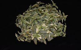 2018 ConventionGesneriads Grown for Ornamental Qualities Other Than FlowersClass 38 – Other gesneriads with variegated foliage 2018 ConventionGesneriads Grown for Ornamental Qualities Other Than FlowersClass 38 – Other gesneriads with variegated foliage