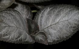 2018 ConventionGesneriads Grown for Ornamental Qualities Other Than FlowersClass 39 – Other New World Gesneriads, species or hybridsBEST JOHN BOGGAN HYBRID